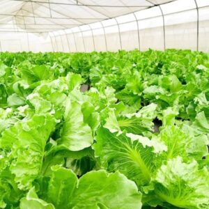 Hydroponics and Agribusiness Course