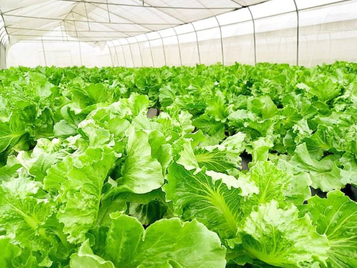Commercial Hydroponics and Agribusiness Course
