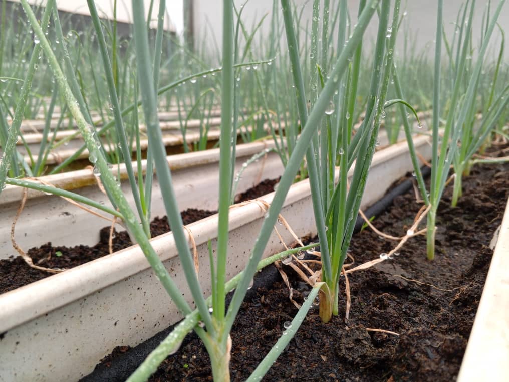 Spring Onion Propagation